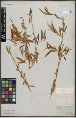 Foto von Salix babylonica L.
